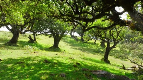 Walk Under the Crown of a Huge Tree The Sun's Rays Break Through the Branches and Leaves Forest in
