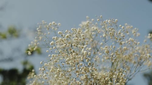 Outdoor Wedding Ceremony in the Park Among the Trees in Summer Closeup Bouquet of Gypsophila