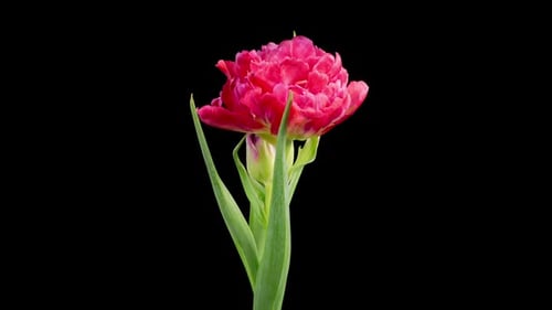Pink Tulip Bloom Time Lapse