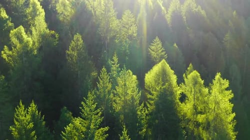 Bright Sunlight Illuminates the Green Coniferous Treetops in the Forest