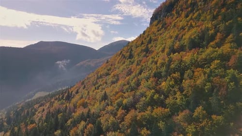 Aerial View of Autumn Forest