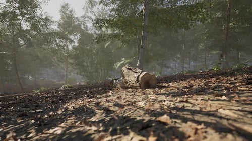 Quiet Forest Path with Fallen Log and Dappled Sunlight During Early Morning