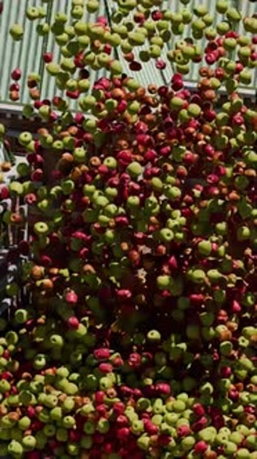 Red and Green Apples Filling and Emptying a Courtyard