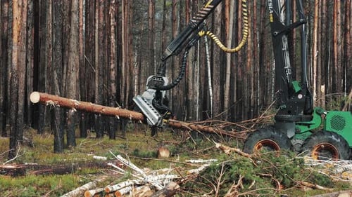 A large forestry machine cuts logs in a dense pine forest. The machine's arm extends out