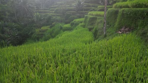 Rice Terrace 19