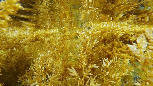 Gros plan de grands et denses fourrés d'algues sargasses brunes qui touchent la surface de l'eau et se balancent dans les vagues côtières