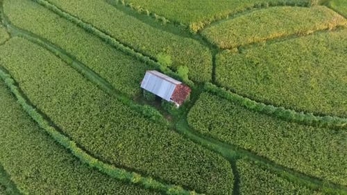 Beautiful Green Ricefield