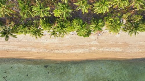 Beach sea palm island tropical ocean sand tree sky water paradise travel nature vacation summer.