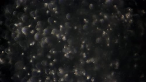 La vue microscopique ajuste la mise au point pour révéler les spermatozoïdes.