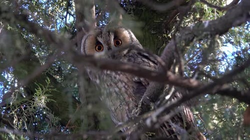 Owl Perched Calmly in Tree Branches