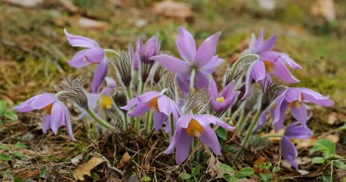 Belarus Beautiful Wild Spring Flowers Pulsatilla Patens Flowering Blooming Plant In Family