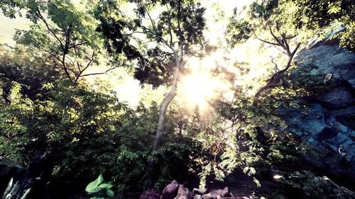 Sunlight Filters Through Forest Trees