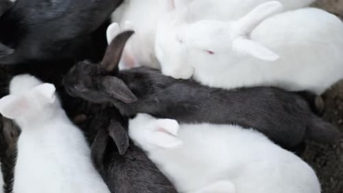Top View Feeding Farm Rabbits in Cage Lot of Bunnies Chewing Carrots and Leaves on a Shrub Branch on