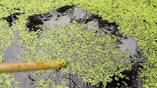 La vue simple mais captivante de lentilles d'eau en train de remuer des lentilles d'eau dans un étang à l'aide d'un bâton en bois