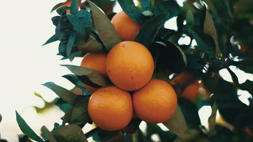 close up of 3 oranges hanging on tree branch organic plantation orchard garden
