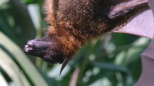 Nahaufnahme eines großen Flying Fox, der sich ausdehnt und mit den Flügeln schlägt.
