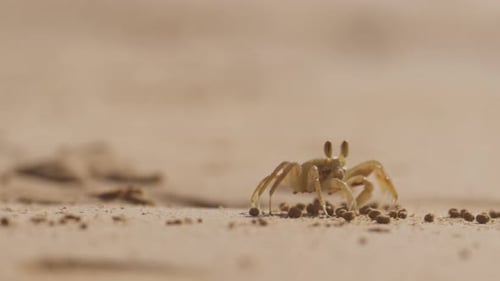 Crab Walking And Feeding On A Tropical Beach