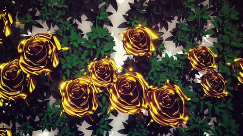 Goldene Rosen Hintergrund 4k