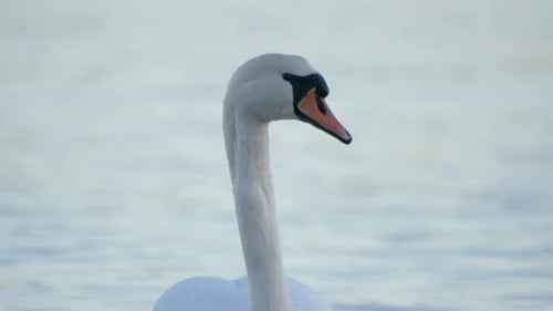 Gracioso cisne mudo nadando em um lago azul ensolarado - Close up long shot