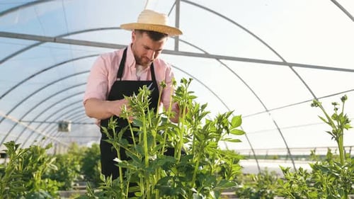 Man Pruning Plants in Greenhouse on Sunny Day