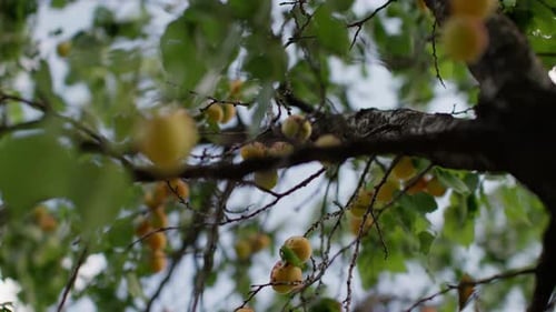Fresh Apricots on Tree, Close Up