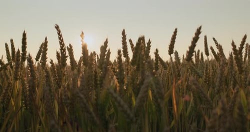 Ears of Ripe Wheat Sway in the Wind at Sunset