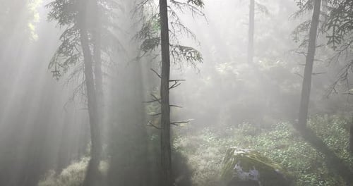 Misty Forest Landscape with Sunlight Filtered Through Trees at Dawn