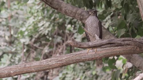 Hawk Perched on a Tree Branch in Forest