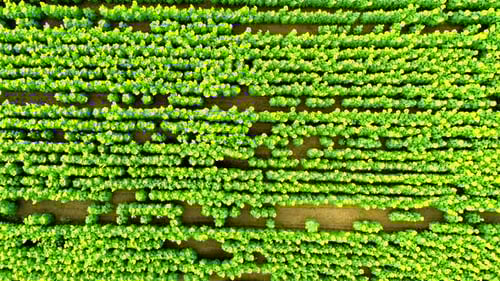 Aerial Top View of Huge Sunflower Field
