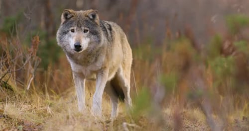 Large Grey Wolf Standing in the Forest Observing