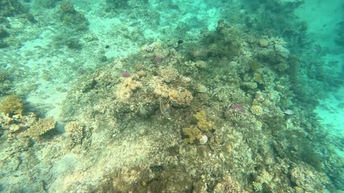 Sea or ocean underwater coral reef.
