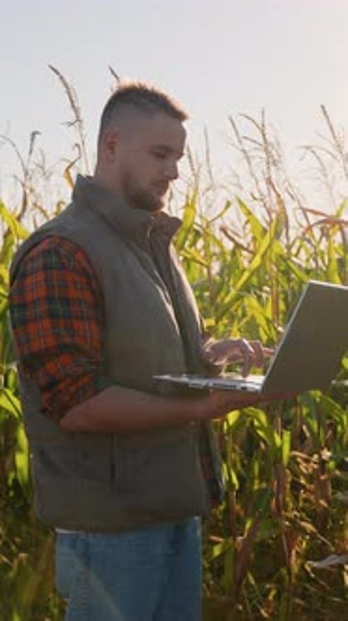 Man in Field Using Laptop in Corn Field