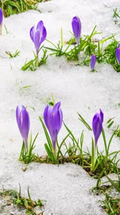Vertical Snow Melting and Saffron Crocus Flower Blooming in Spring Time lapse