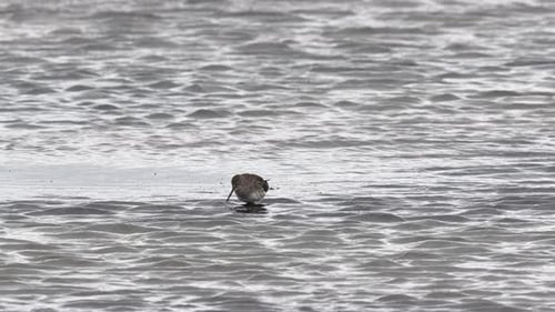 Rotschenkel (Tringa totanus) auf Nahrungssuche im Wasser an der Küste auf der Suche nach einer Möwe