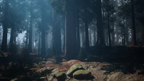 Sequoia Forest Dense and Mysterious Woods Dark Forest