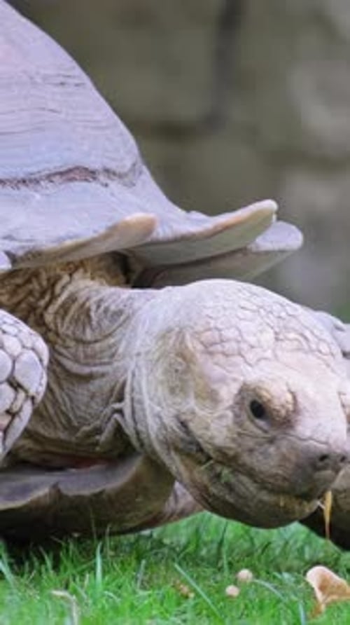 Die Schildkröte bewegt sich frei in der Natur Große Schildkröte im grünen Gras Vertikales Video