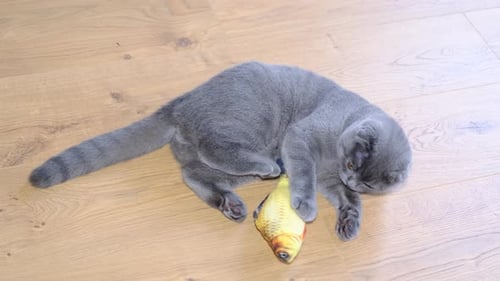 Gray Cat Playing with Fish Toy on Wood Floor