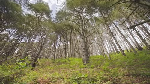 Forest in Summer with Green Plants