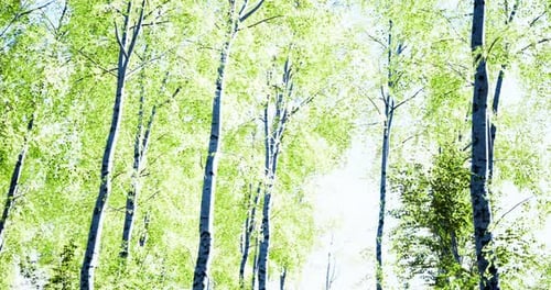 Sunlight Filters Through Vibrant Green Leaves in a Serene Forest
