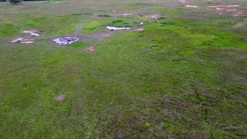 Aerial move toward the buffaloes group in field