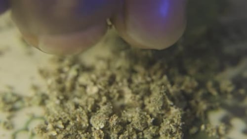 close up of a black mans fingers as he crumbles a cannabis bud in preparation of smoking marijuana