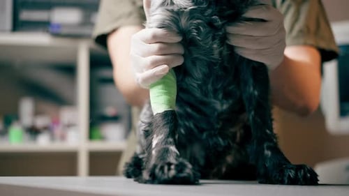 Closeup in a Veterinary Clinic the Doctor Holds Bandaged Paw of a Black Spaniel