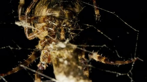 Spider Catches and Eat Butterfly in Spiderweb at Night