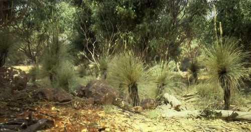 Slow Pan Through Arid Australian Landscape with Grass Trees
