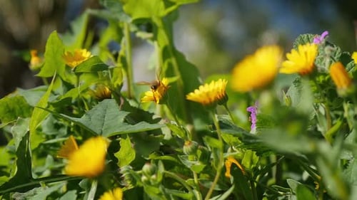 Bee Pollinating Yellow Flowers in Lush Green Nature