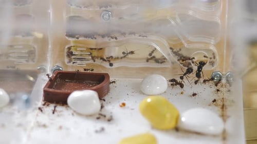 Ants Crawl Inside Transparent Box with Maze Colony of Reaper Ants in Acrylic Ant Farm Closeup Shot