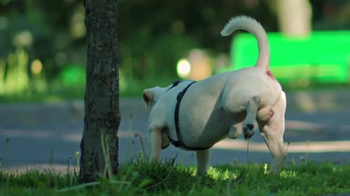 White dog peeing on a tree in the park