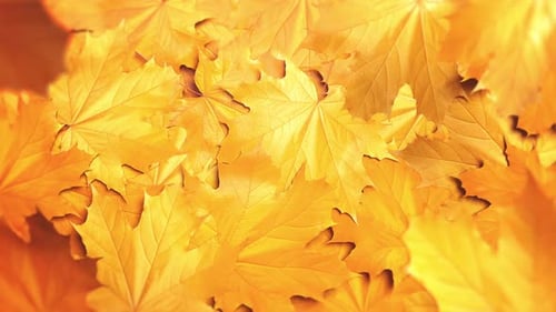 Yellow Maple Leaf Fall