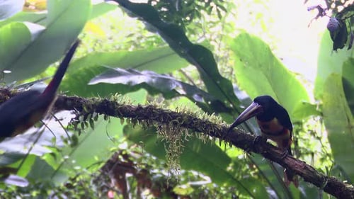Collared aracari (Pteroglossus torquatus) perched on branch while raining.