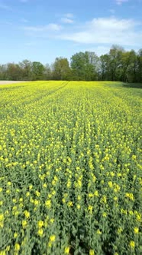 Aerial View of a Yellow Rapeseed Field in Spring